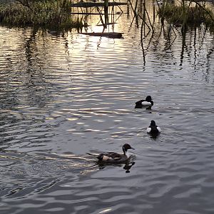 Northern pintail and Tufted duck in the Central pond