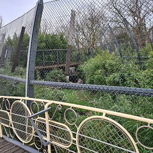 Asia - View of Sumatran tiger enclosure