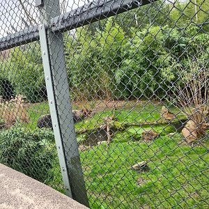 Asia - Sumatran tiger enclosure