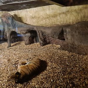 Asia - Sumatran tiger indoor holding