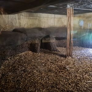 Asia - Sumatran tiger indoor holding