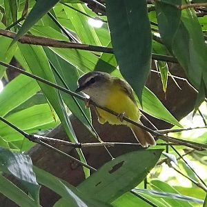 Yellow-bellied warbler (Abroscopus superciliaris)