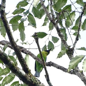 Blue-winged leafbird (Chloropsis moluccensis chlorocephala)