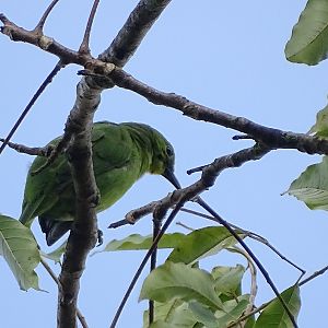 Greater green leafbird (Chloropsis sonnerati zosterops)
