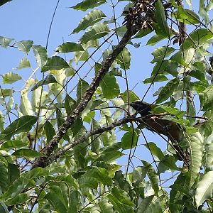 Orange-bellied leafbird (Chloropsis hardwickii hardwickii)