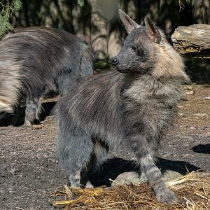 Brown hyena (Parahyaena brunnea)