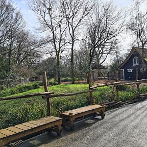 Africa - Mountain Bongo paddock