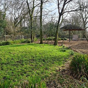 Africa - Mountain Bongo paddock