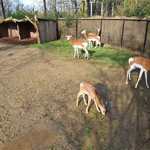 Africa - Addra gazelles