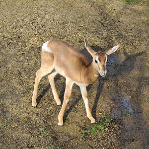 Africa - Young Addra gazelle