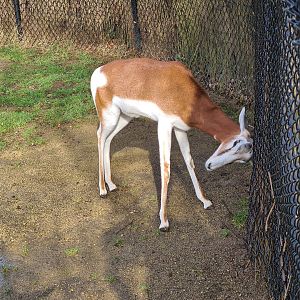 Africa - Addra gazelle with its horns stuck