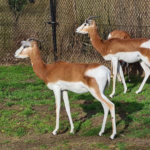 Africa - Addra gazelles