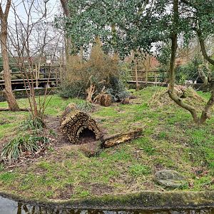 Africa - Dwarf mongoose enclosure