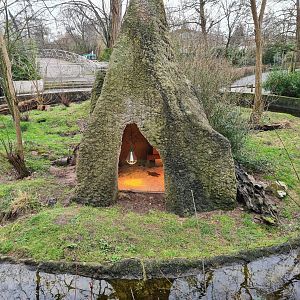 Africa - Dwarf mongoose indoor holding
