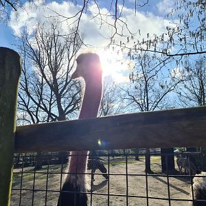 Africa - Red-necked ostrich