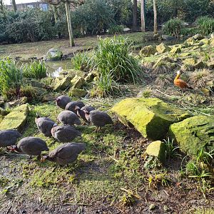 Africa - Guineafowl and Ruddy shelduck in Vulture rock aviary
