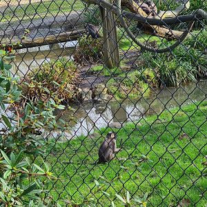 Africa - Baby white-naped mangabey