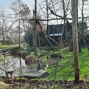 Africa - White-naped mangabey enclosure at the Kopje