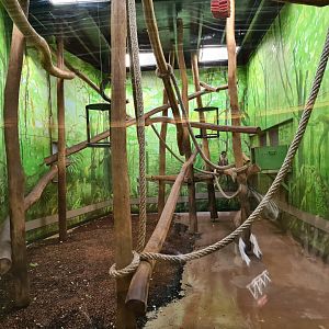 Africa - White-naped mangabey indoor holding