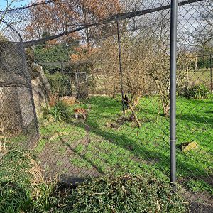 Africa - Serval enclosure at the Kopje