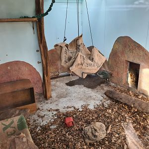 Africa - Serval indoor enclosure