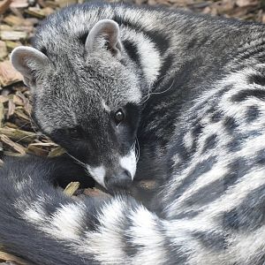 African civet - April 2022
