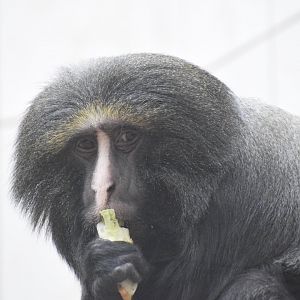 Owl-faced monkey - April 2022