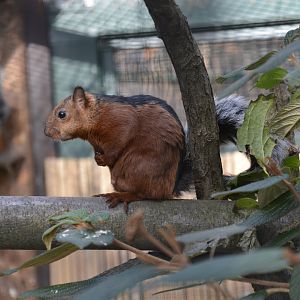 Variegated squirrel - November 2018
