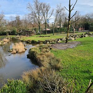 Africa - Larger Savannah enclosure