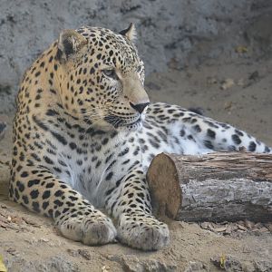 Persian leopard - November 2018