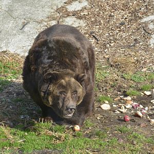 European brown bear - November 2018