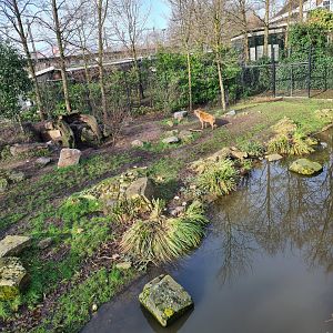 Africa - Spotted hyena enclosure