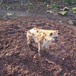 Africa - Spotted hyena