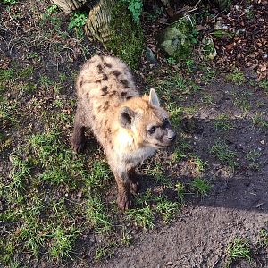 Africa - Spotted hyena