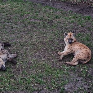 Africa - Spotted hyenas