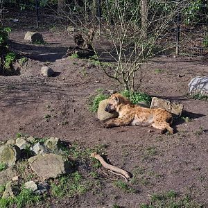 Africa - Spotted hyena