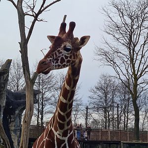 Africa - Reticulated giraffe