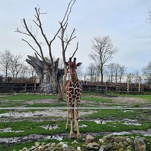 Africa - Reticulated giraffe