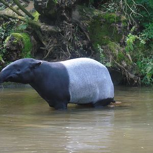 Malayan tapir - August 2017