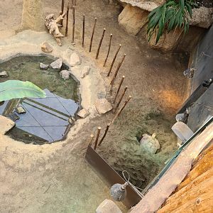 Africa - African spurred tortoise in Crocodile river