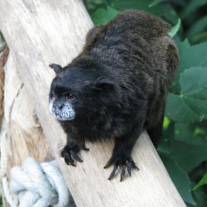 Black-mantled tamarin - September 2015