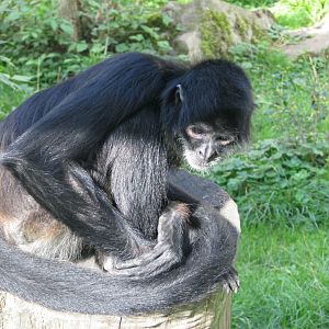 Mexican spider monkey - September 2015