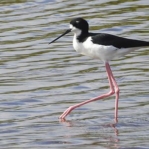 Himantopus mexicanus knudseni