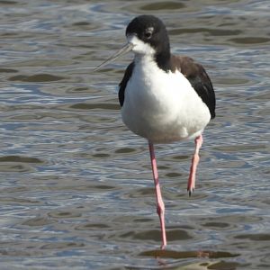 Himantopus mexicanus knudseni