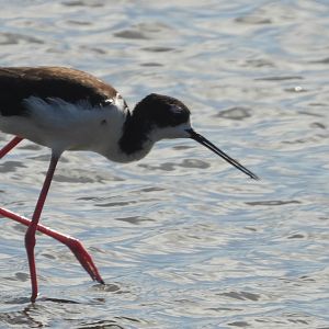 Himantopus mexicanus knudseni