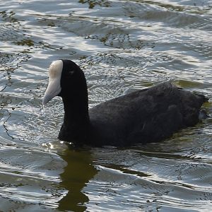 Fulica alai