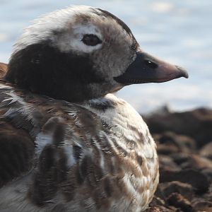 An Arctic tourist (Clangula hyemalis)