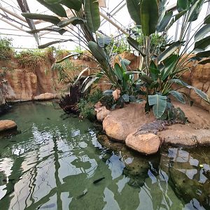Africa - African slender-snouted crocodile enclosure