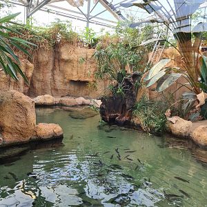 Africa - African slender-snouted crocodile enclosure