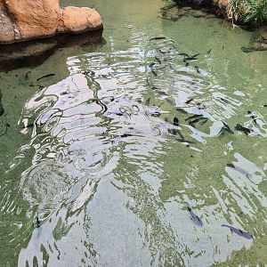 Africa - Mozambique tilapias in Slender-snouted crocodile enclosure